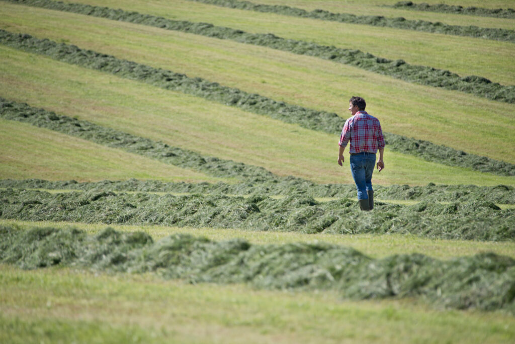 Farmer walking in field of cut grass silage crop.
