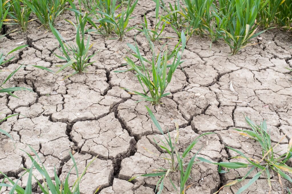 Drought on a UK farm, dry cracked earth, cracks in mud in a field of crops.