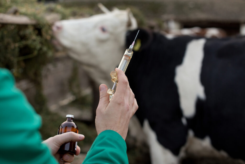 Cow pictured with a vet holding a syringe ready for vaccine injection.
