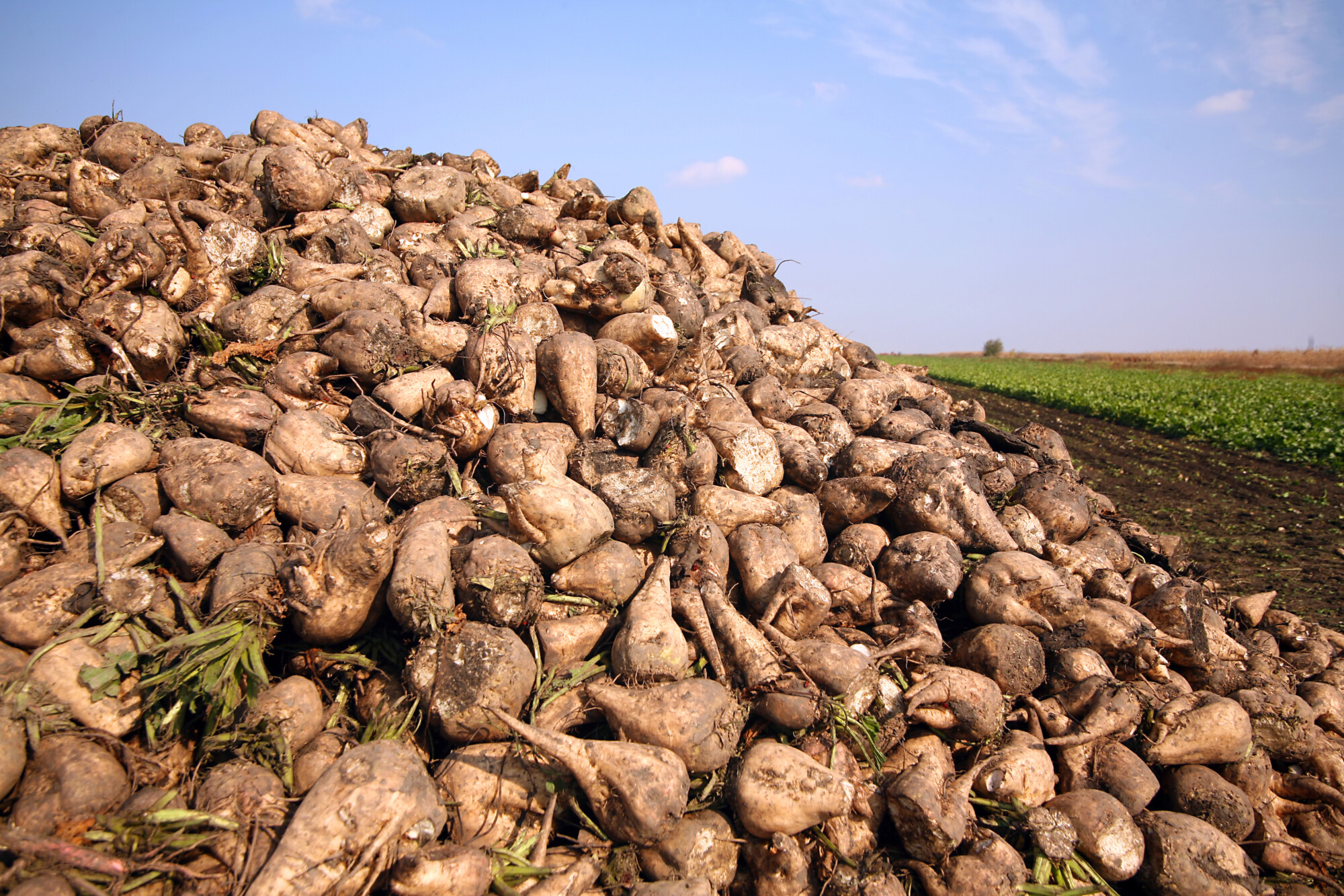 Sugar beet contract agreed for 2022